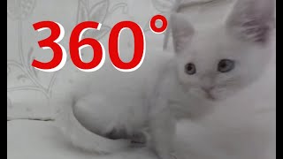 360° of Kitten Kuteness by TeamYellowKayak 41,491 views 4 years ago 2 minutes, 18 seconds
