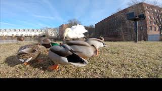 Swanzilla Attacks Mallard duck 4K