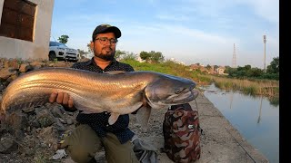 किस्मत अच्छी हो तो इस तरह भी लग सकती है || Big Monster wallago attu catfish hunting￼||Big padan fish