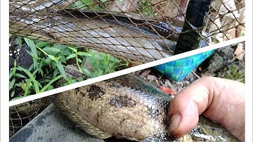 mưu sinh ngày đặt lợp cá mùa nước nổi. lờ cá lóc cải tiến.@...,...