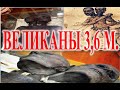 Люди великаны факты из истории.| Виктор Максименков