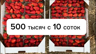 картинка: 500 тысяч с 10 соток клубники, реально ?