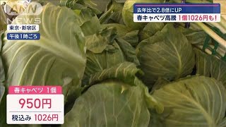 春キャベツ“高騰”　1個1026円も…　去年比で2.8倍にUP　お得な野菜は？【スーパーJチャンネル】(2024年5月14日)