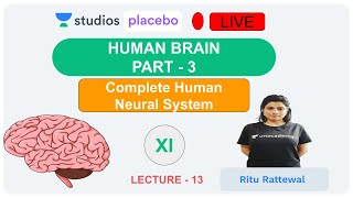 L13: Human Brain- 3 | Human Neural System (Pre-medical-NEET/AIIMS) | Ritu Rattewal