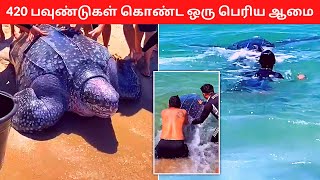 420 பவணடகள கணட ஒர பரய ஆம Indonesians Animal Rescue A1 Atrocities