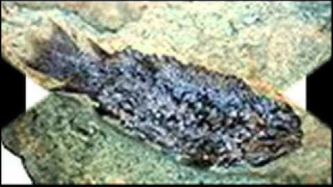 Transitional Fossils