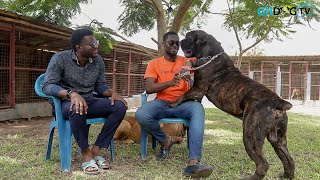 A visit back to Aubin Boerboels | Highest Appraised male Boerboel in Ghana & others join the kennel