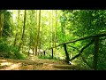 Walk Through the Woods in Gualba Environmental Park