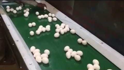 Egg Collection Conveyor by Mahatma Brijmohan Technicals, India