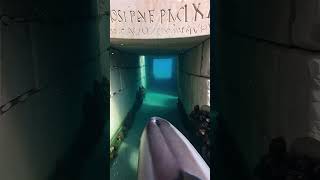 🐬 BOTTLENOSE DOLPHIN POV: Echolocating Through a Secret Sunken Ancient City! 🐾