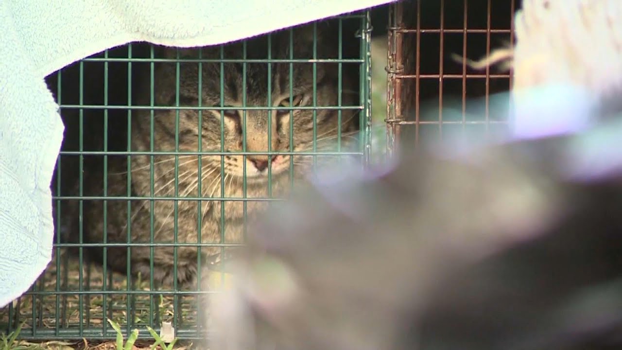 100 Cats Removed From LA Hoarder Home YouTube