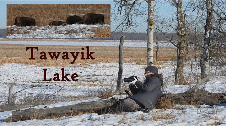 Half a Hike!? But Almost All the Bison! Lake Tawayik Trail, Elk Island National Park