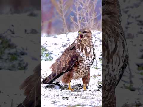 صدای شیندنی و جذاب عقاب حیات وحش Viralvideo Like