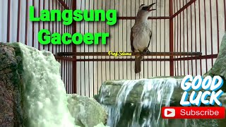 Terapy Burung Trucukan Macet Bunyi Dengan Suara Air Mengalir ☆ 100% AMPUH ☆