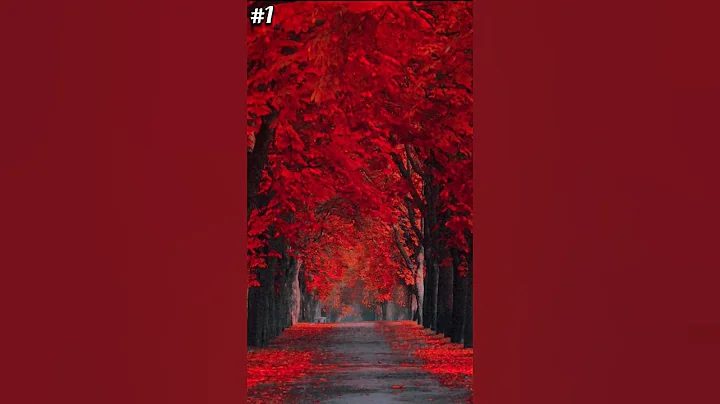 best place for walk alone 😌😌 #shorts #shorts #shortvideo #shortvideo #relaxing #ytshorts