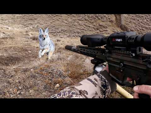 FACE-TO-FACE WITH 15 AGGRESSIVE PREDATORS! The Best Close-Range Coyote Hunts In 4k