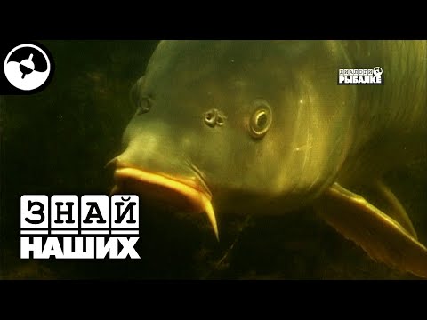 Рыболовные путешествия. Дагестан. Сазан, усач.