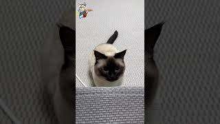 Hilarious Cat Fails | Funny, Cute, Comedy #shorts  #catlovers  #cat  #siamese