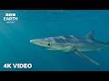 Deep Sea Wildlife In 4K | North Atlantic: The Dark Ocean | BBC Earth Relax