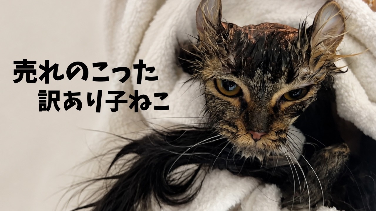 ペットショップの売れ残り、ガリガリ子猫との出会いが人生を変えた
