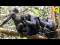 Grooming and feeding behaviors among wild bonobos! 【Observations of Bonobos #28】