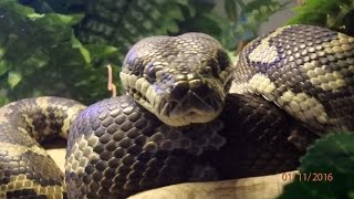 Jacks Snobbing Me (coastal carpet Python)