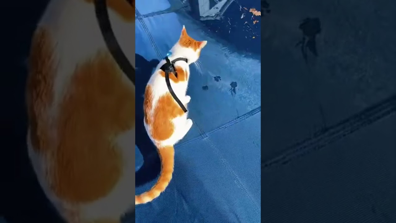 WALKING AN ENERGETIC CAT (via @cat.mando / Tiktok)