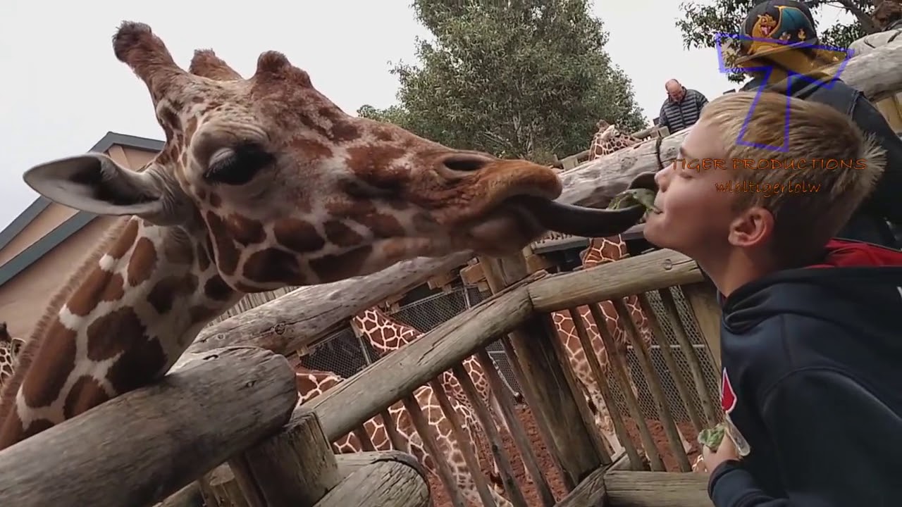 Поход в зоопарк - YouTube