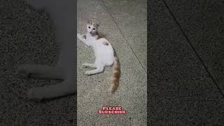 ചിണ്ടൻ കുഞ്ഞിന്റെ വിശപ്പ്🐈 #cat #shortvideo #trendingshorts
