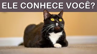 10 COISAS que seu gato SABE SOBRE VOCÊ!