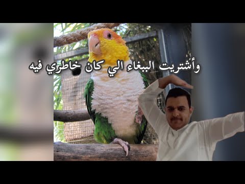 اشتريت ببغاء كايك وايت بيلي