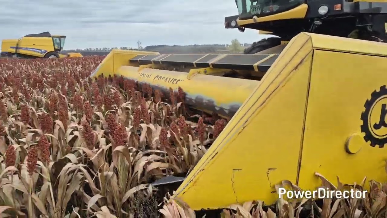 Збираємо сорго демо поле і не тільки.