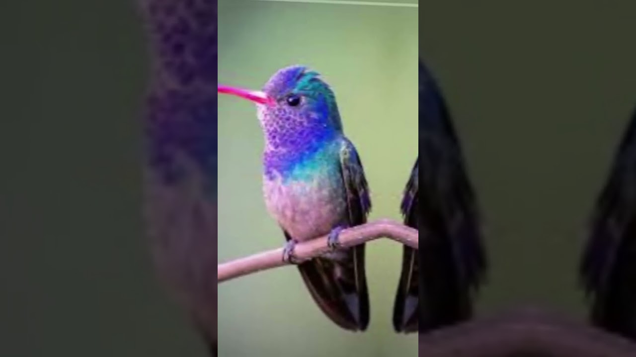 White Chinned Sapphire Hummingbird - CreatureCops