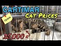 Toyger Cat Price Philippines