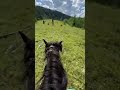 #алтай#лошадки#лошади #horse #лето #travel #галоп