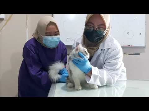 Video: Rekomendasi Baru Karantina Rabies Untuk Kucing, Anjing, Dan Hewan Peliharaan Lainnya