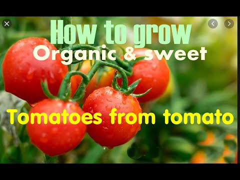 How to grow tomatoes from fresh tomato seeds