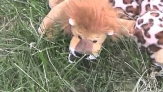 The Great Webkinz Hunt