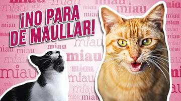 ¿Qué pasa si maúllas a un gato?