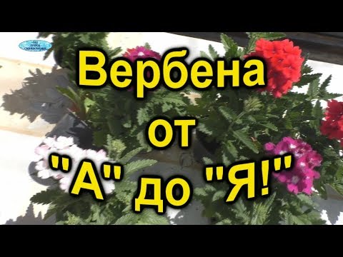 Всё о вербене. От посева до цветения!