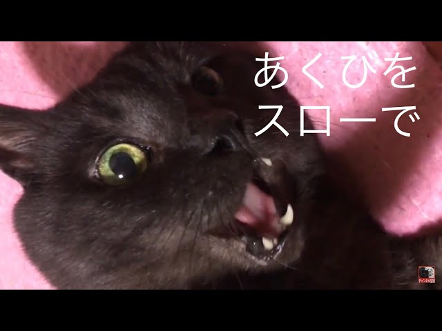 黒猫の大あくび (スローモーション)