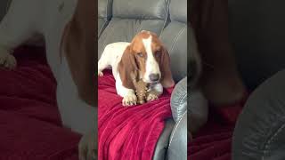 What Is Daisy's Favorite Chew Toy ?    #puppy #bassethound #basset #dog