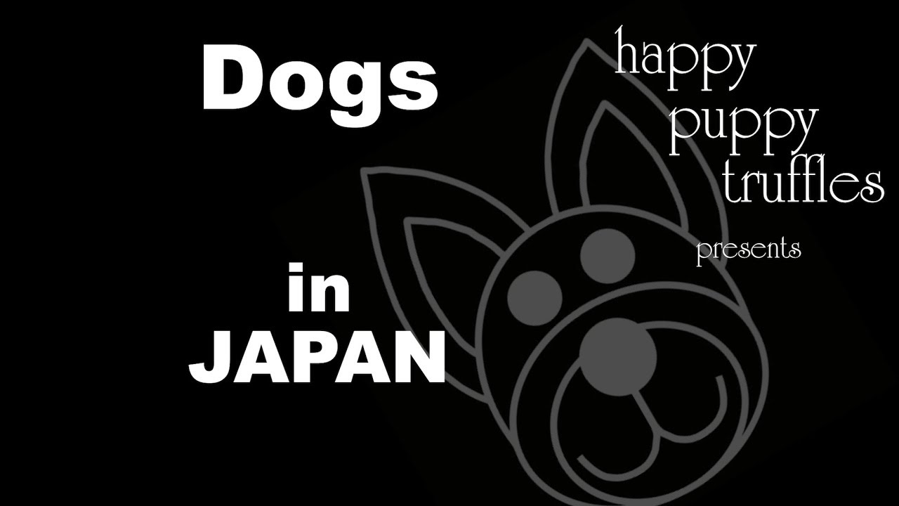 Owning a Dog in Japan - Japanese VLOG