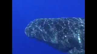 Kona Whale Shark 1/6/14