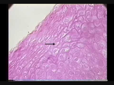 Circulatory System Lab Review 3 - YouTube