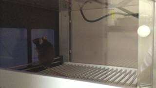 mouse in touchscreen chamber