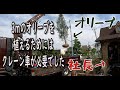 社長が植えるオリーブ＃クレーン車出動