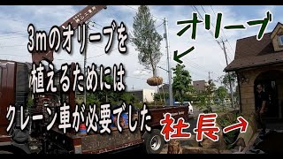 社長が植えるオリーブ＃クレーン車出動