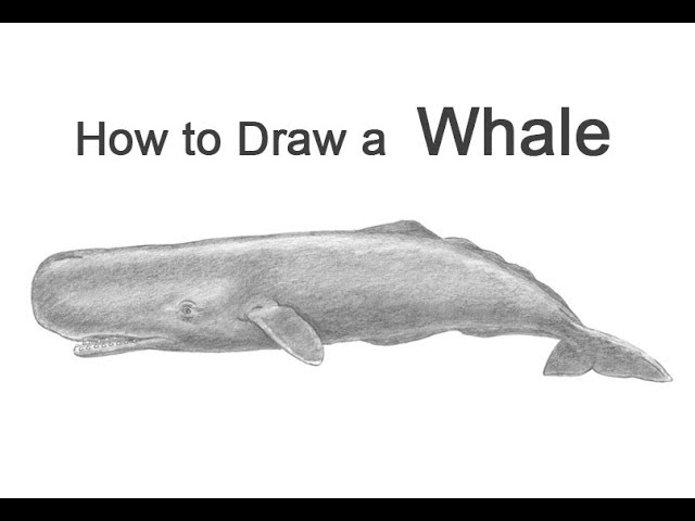 pilot whale drawing