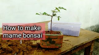 How to start a mame bonsai | dhonk (Anogeossis pendula)Gardening hax